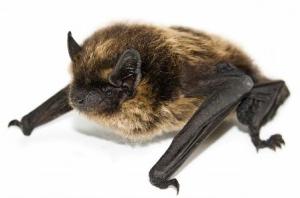 Brown-Bat.jpg